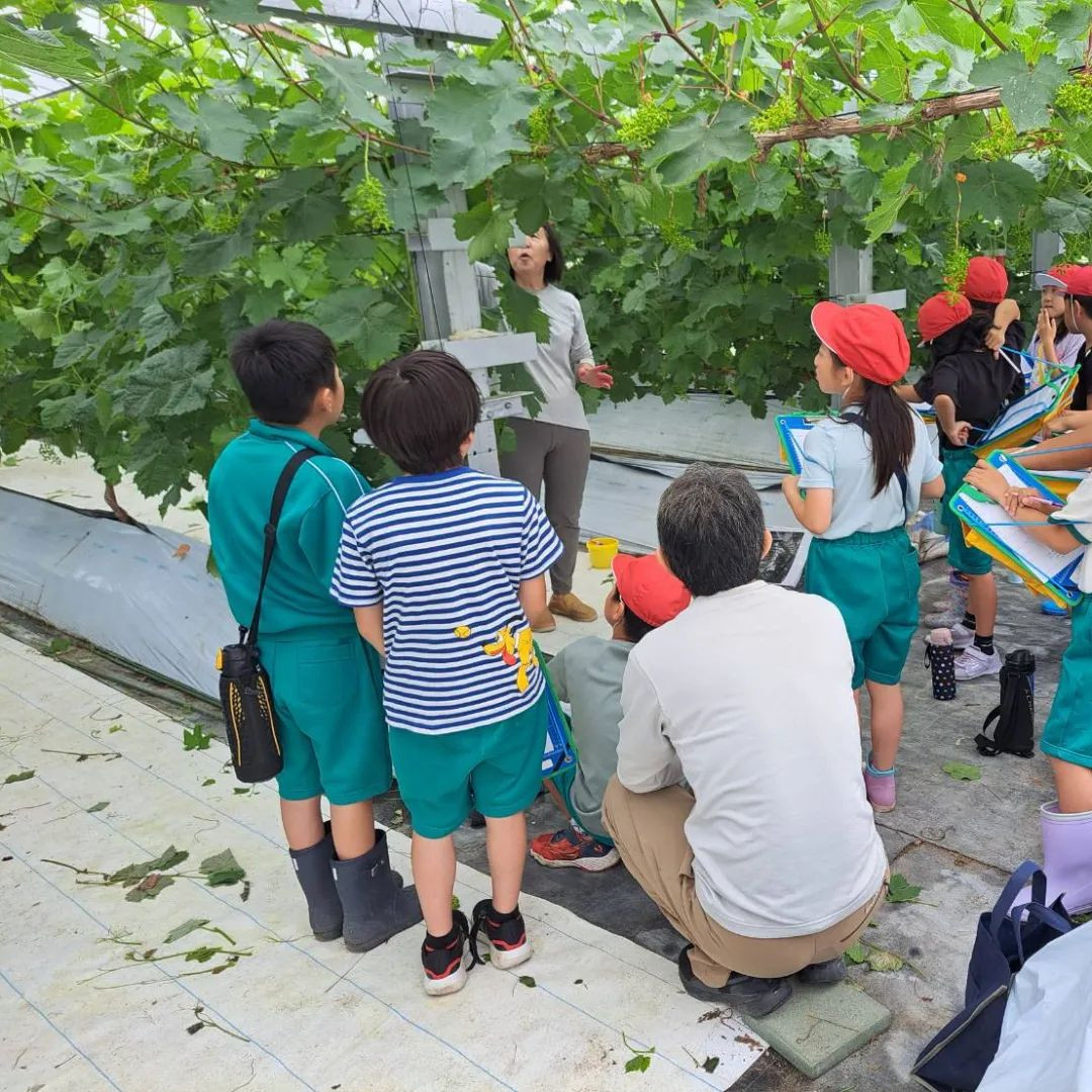 今日は地元の小学生の子達が ぶどう園を訪問してくれました🥰️