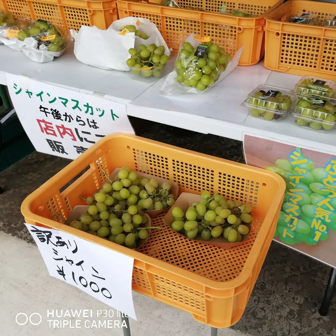 本日 超甘 訳ありシャインマスカット⁡