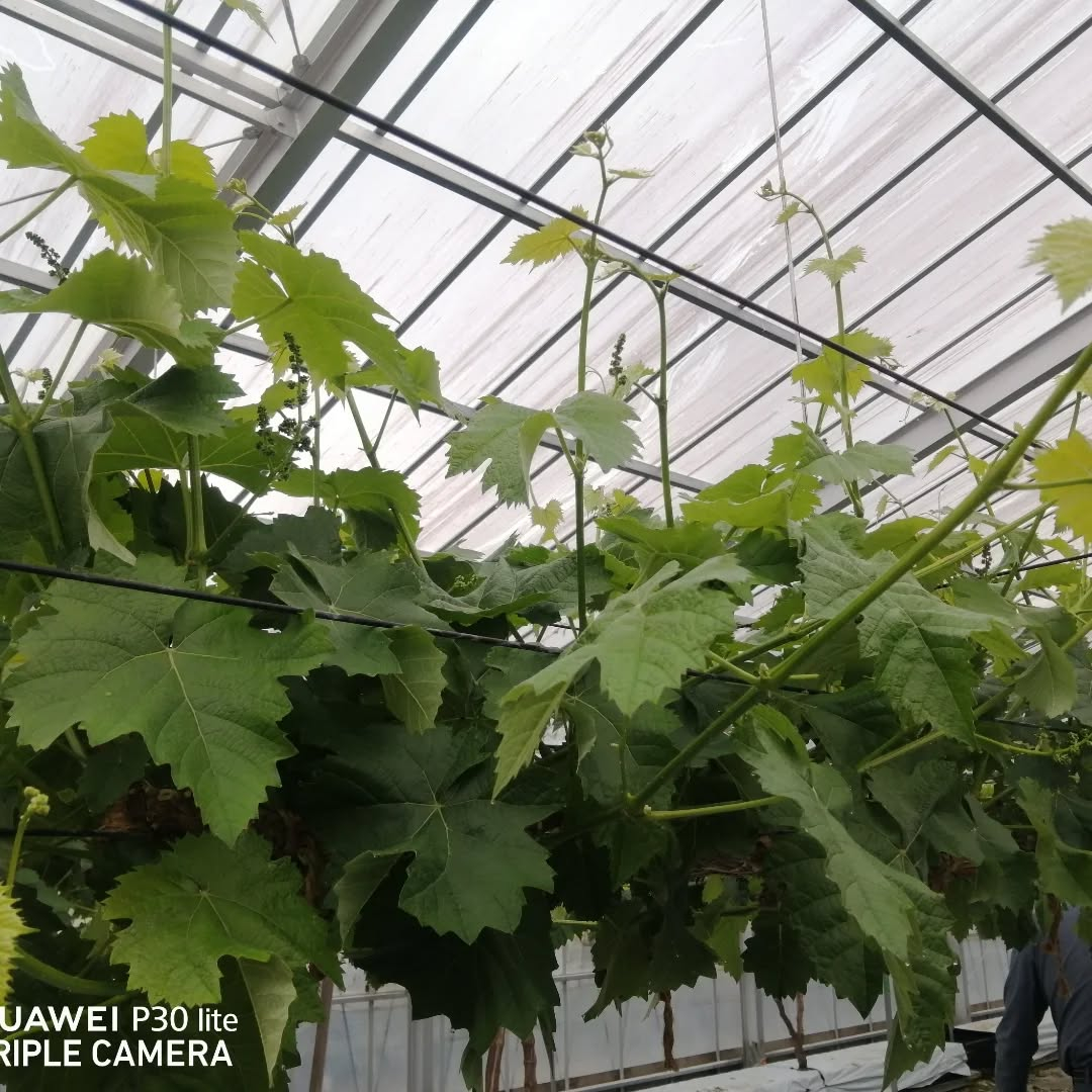 暖房を入れている方のぶどう園