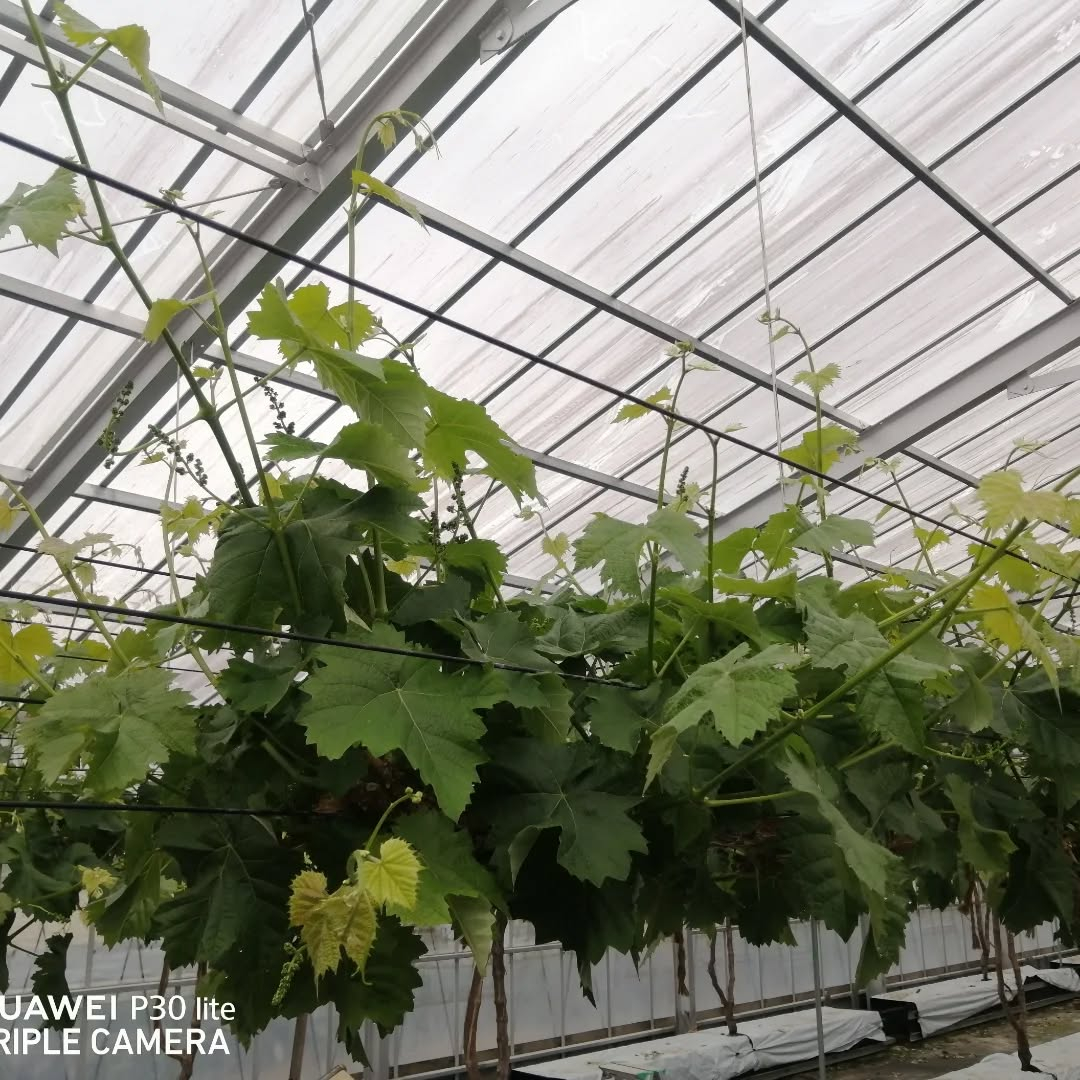 暖房を入れている方のぶどう園