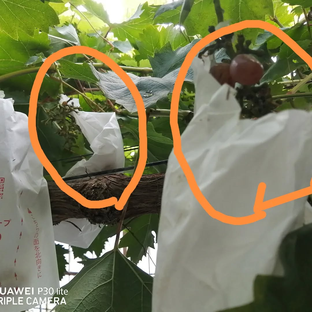 私の大切な袋入娘　クィーンセブン