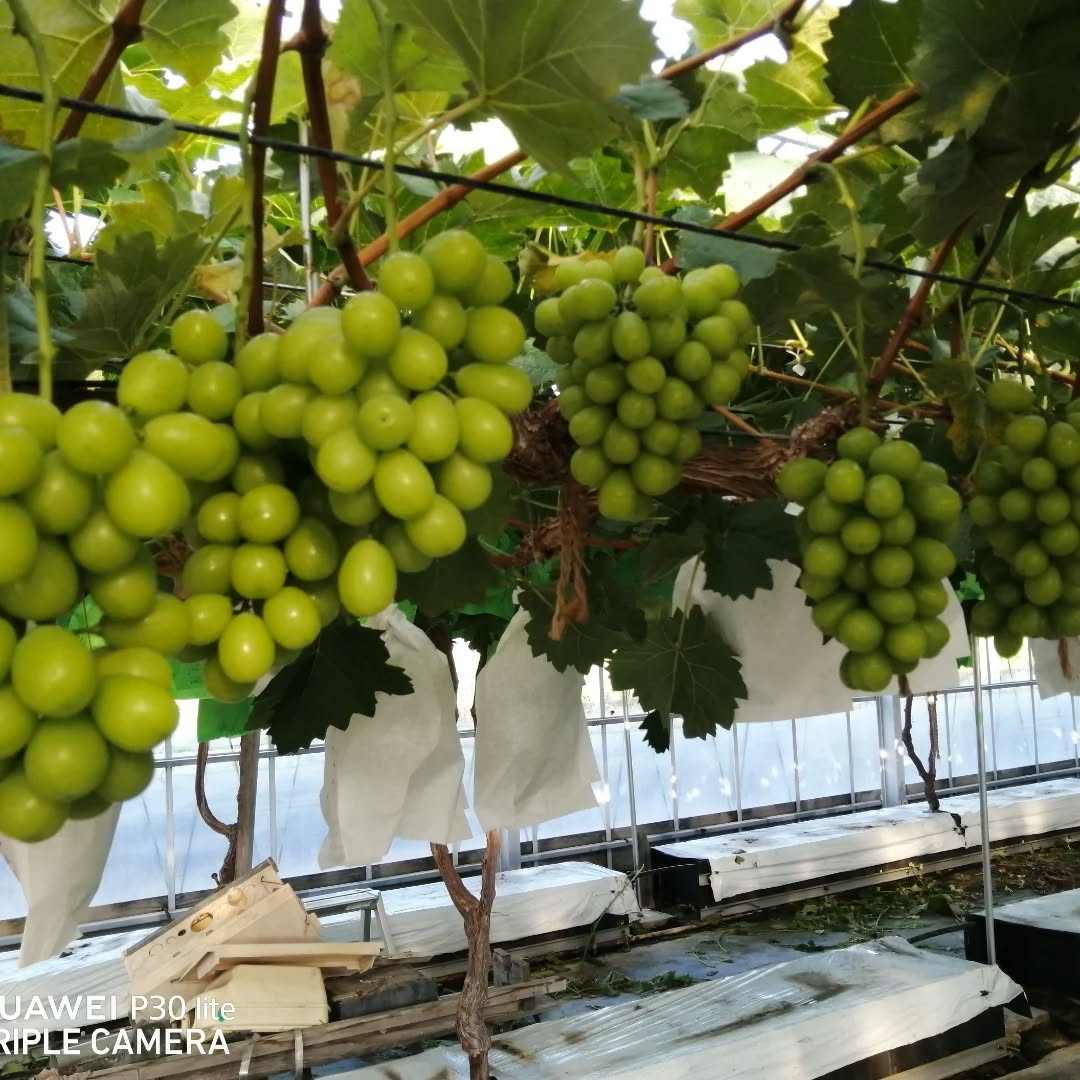 超イケメンのシャインマスカット見つけました～🍇✨