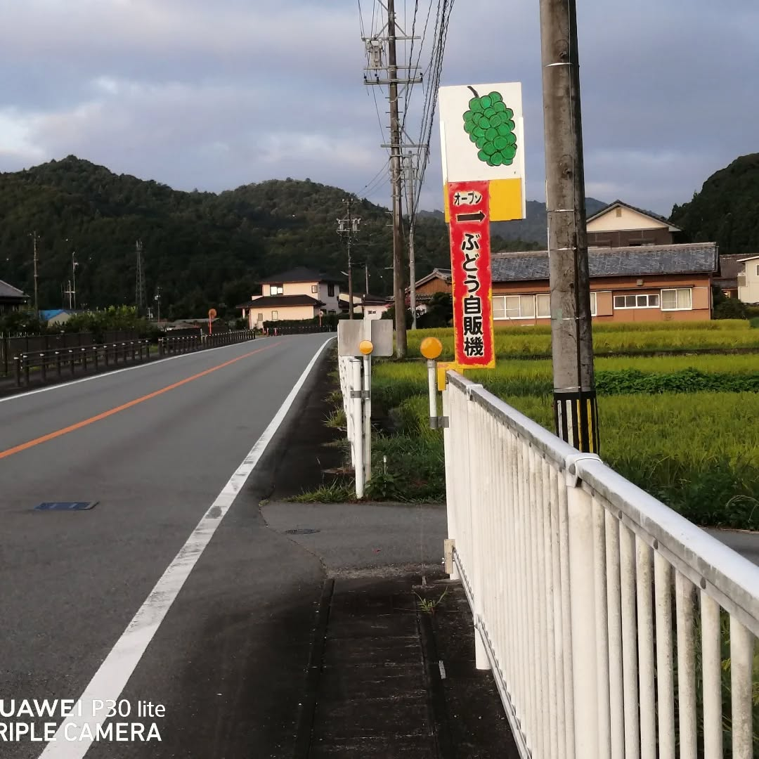 昨日より自販機の販