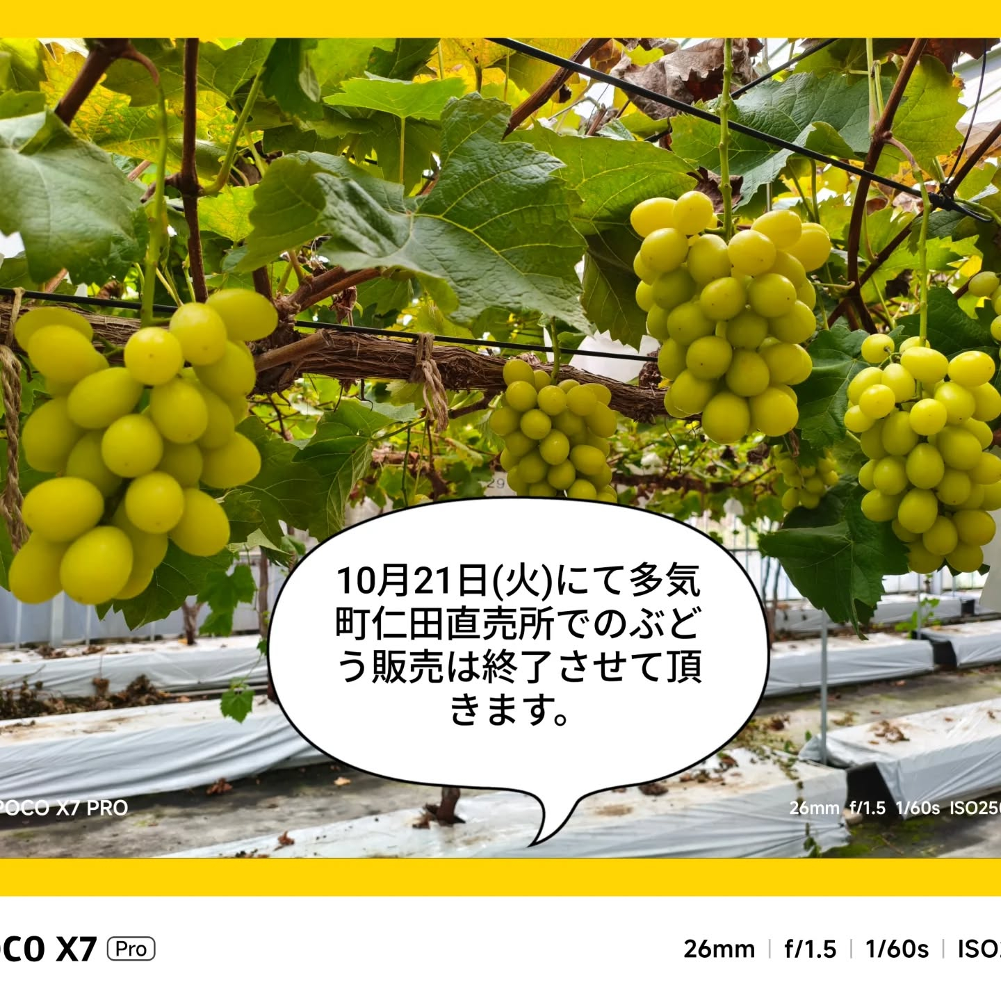 急な投稿でごめんなさい。