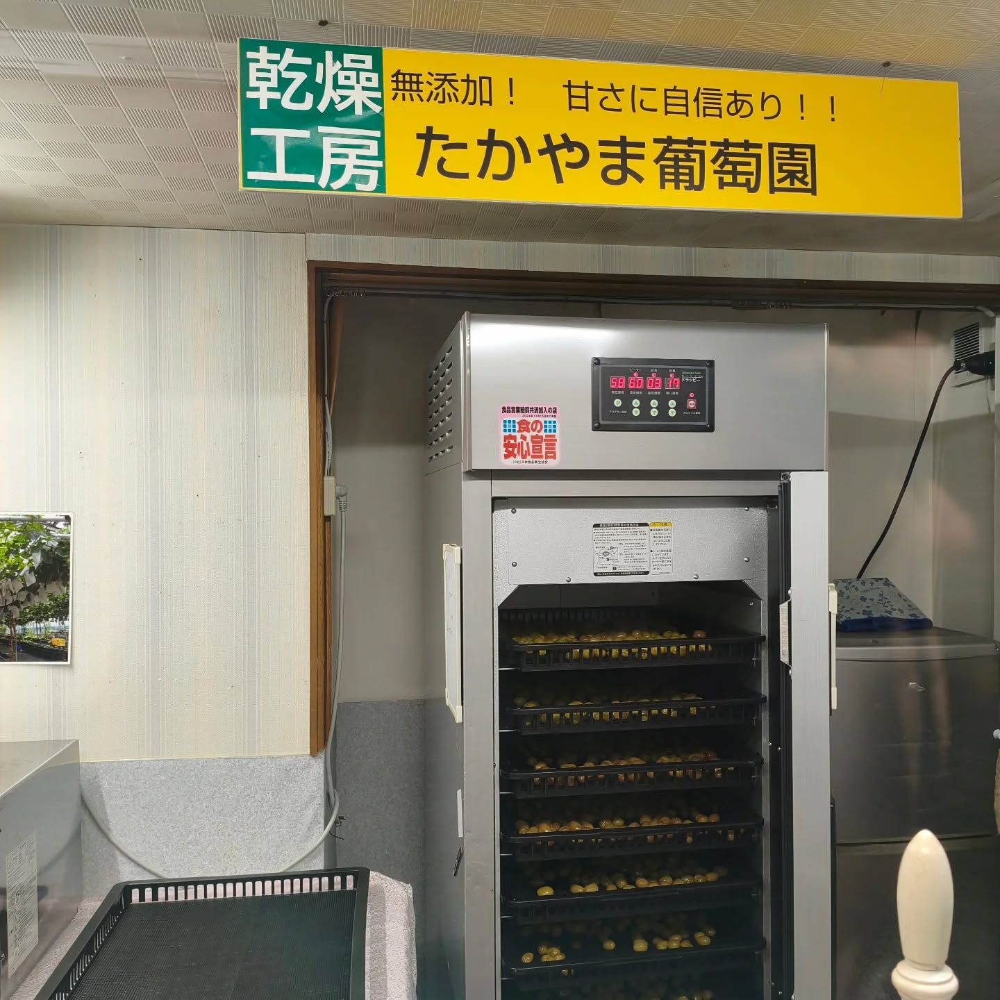 本日の作業はシャインマスカットのセミドライ作りと農園での秋伸...