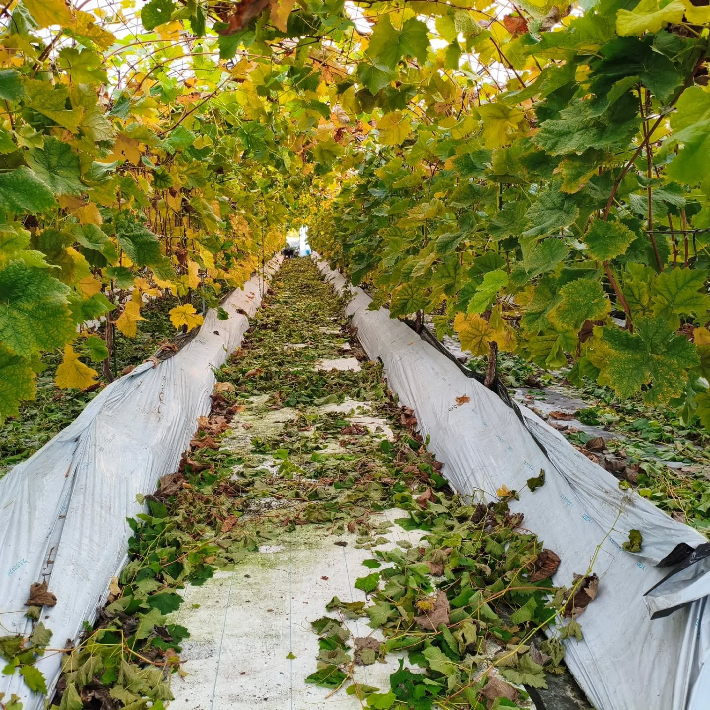 本日の作業はシャインマスカットのセミドライ作りと農園での秋伸...
