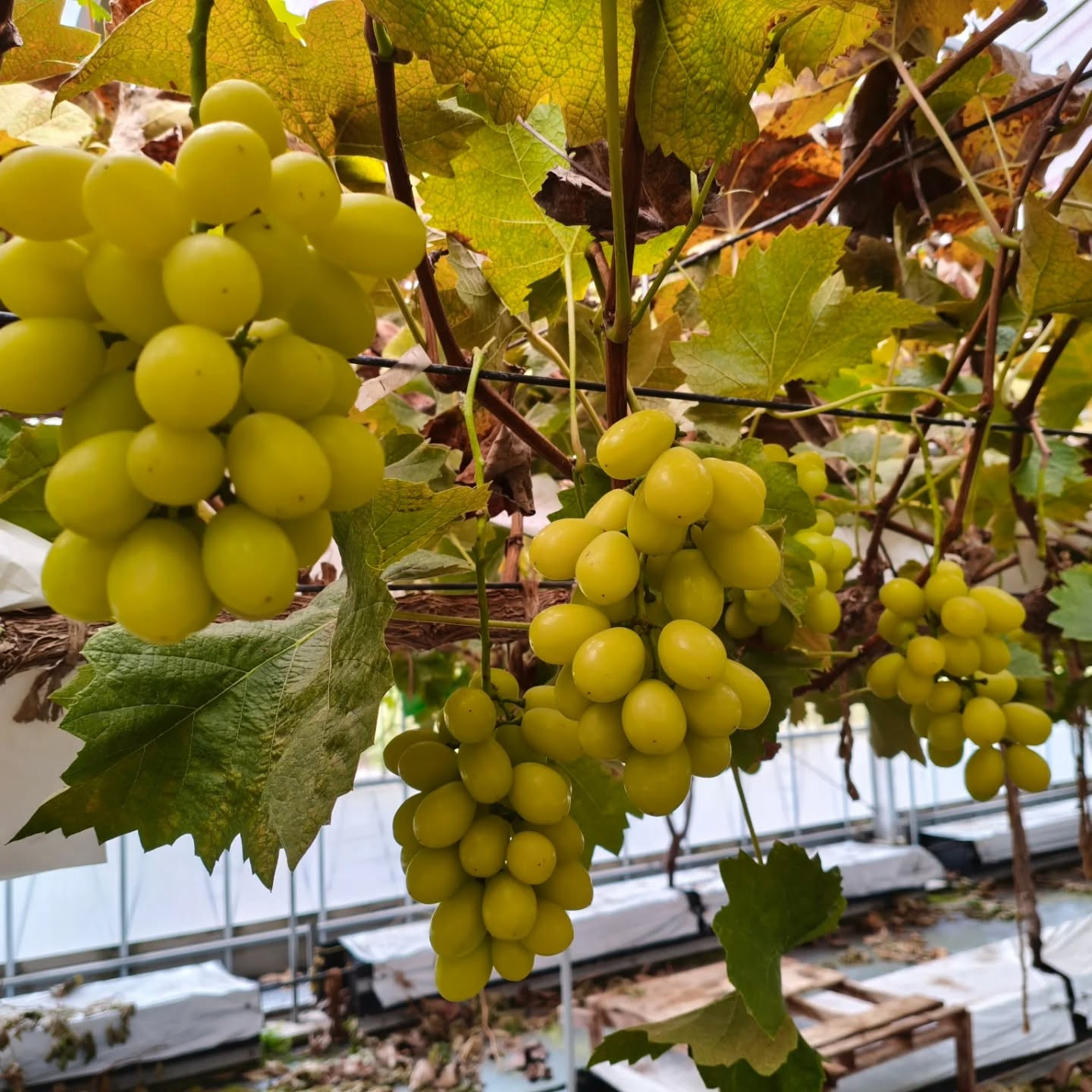 今日は日曜日　久々にのんびり掃除　洗濯に精を出そうかなぁって...