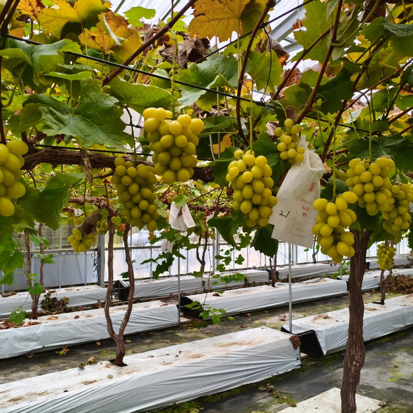 全く糖度があがってないぶどうがあるかと思えば　いつの間にか突...