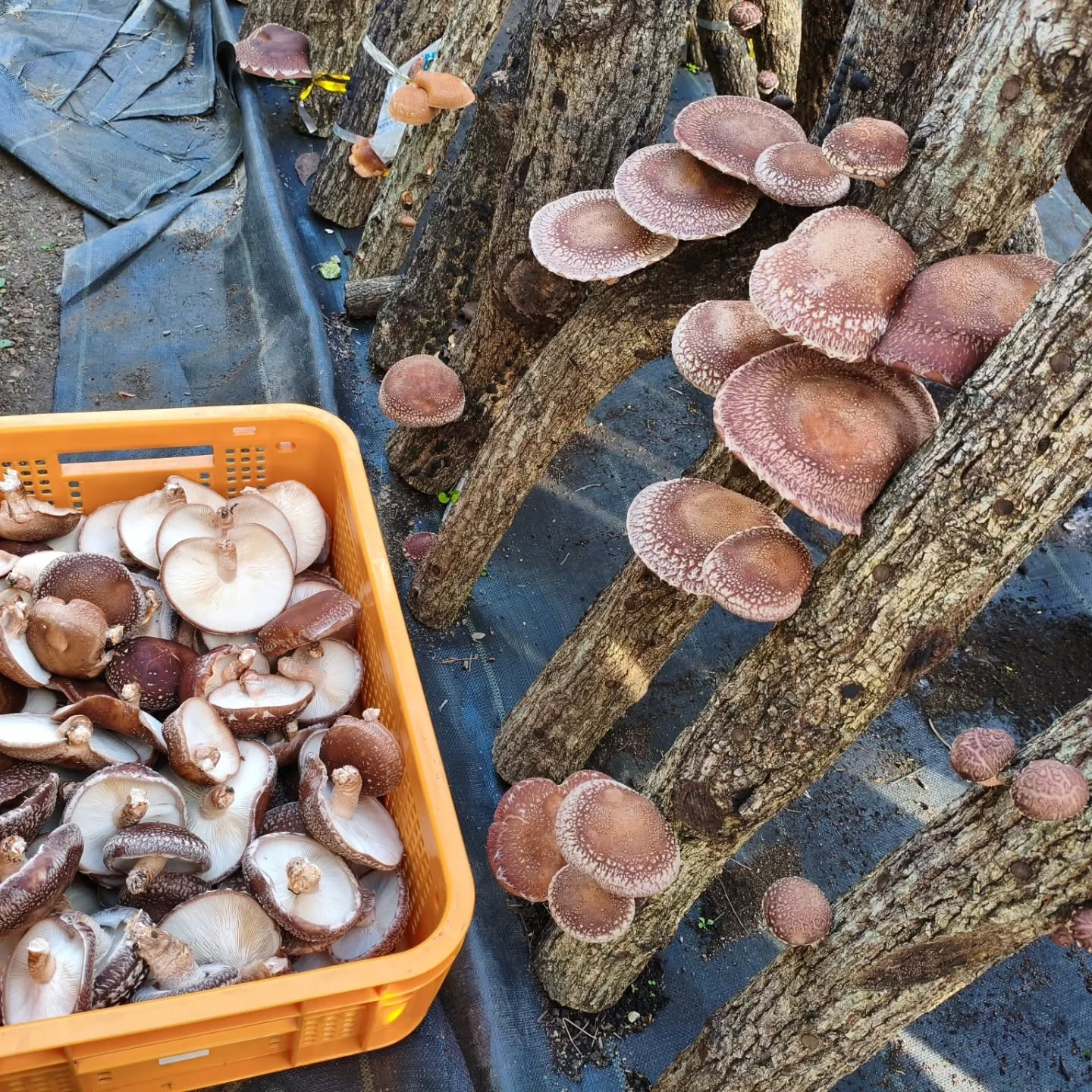今朝目覚めたら5時半になってた💦💦