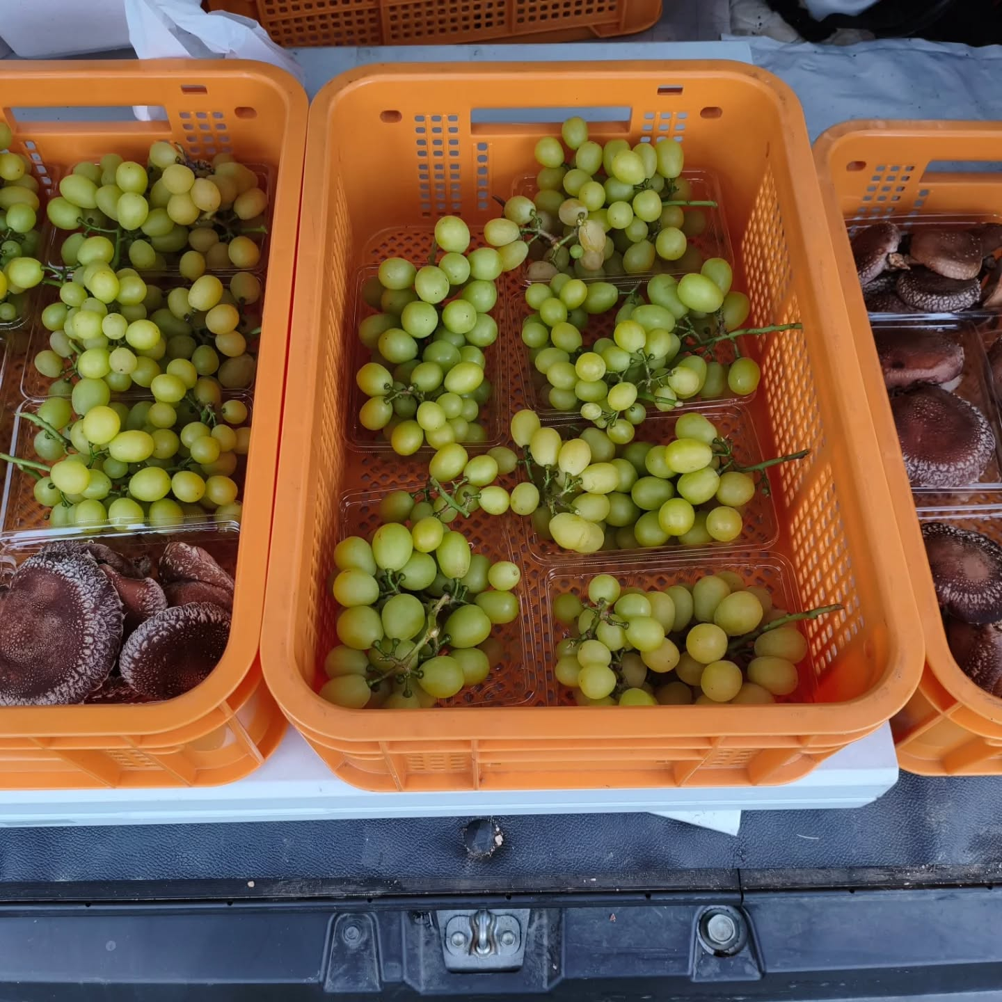 最近の私の一日は朝の椎茸の収穫からはじまる。