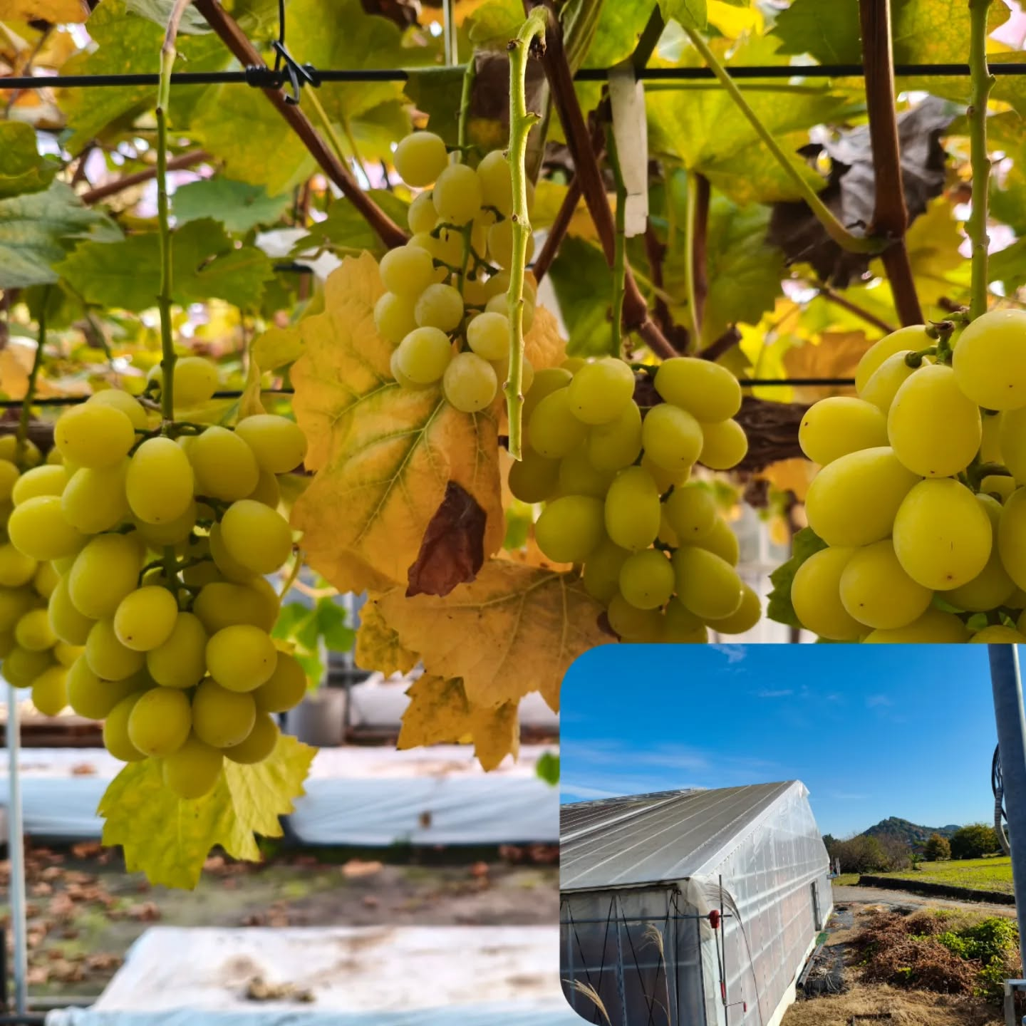 ぶどう園で一人の時間が幸せすぎる💕