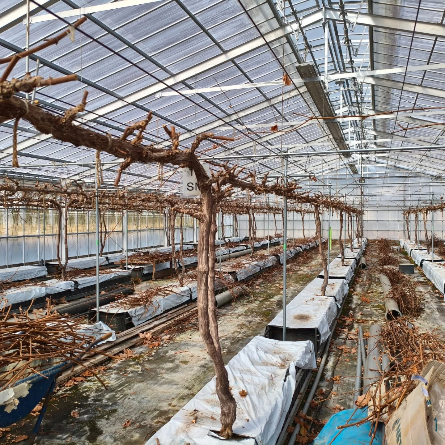 まさかの朝起きたら雪景色　R8.2.8