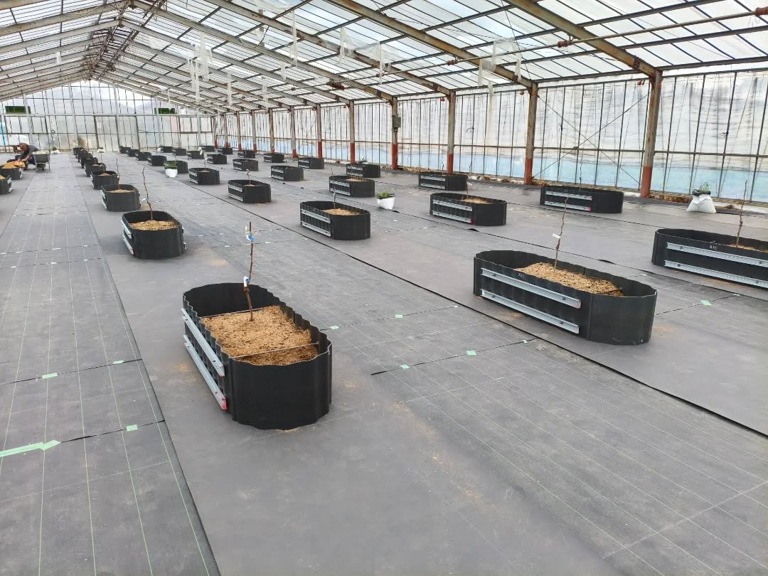 R8.2.28苗木植え付け