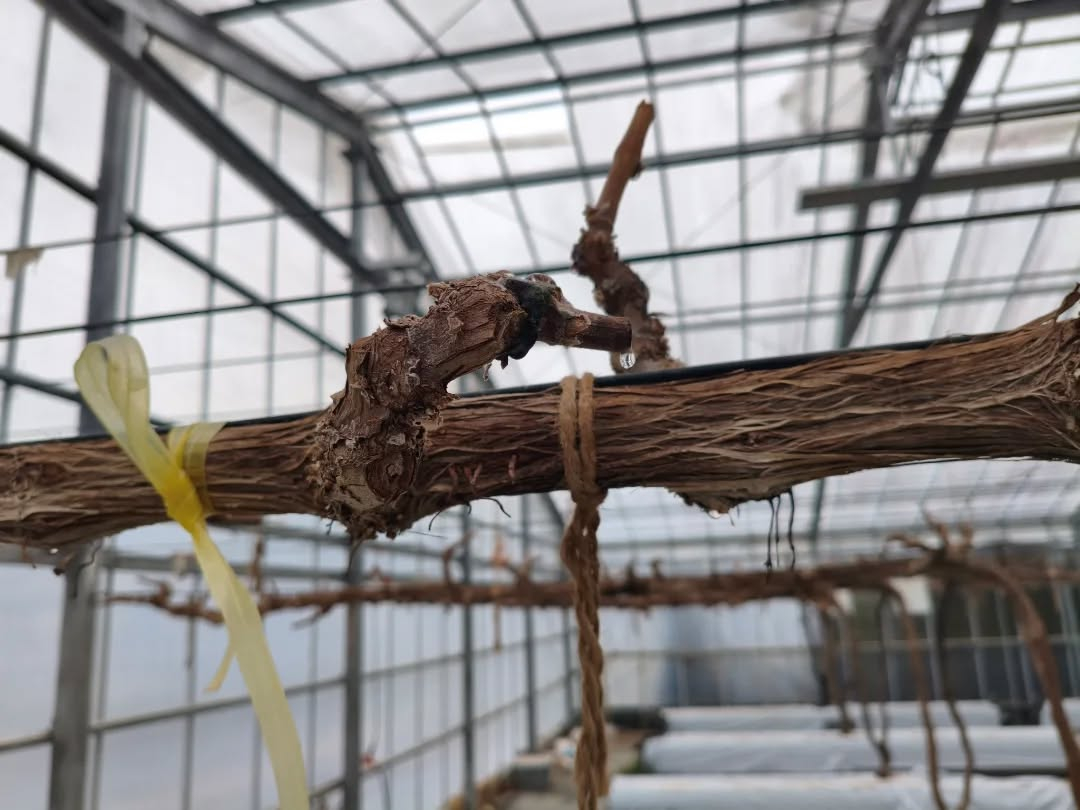 R8.2.28苗木植え付け