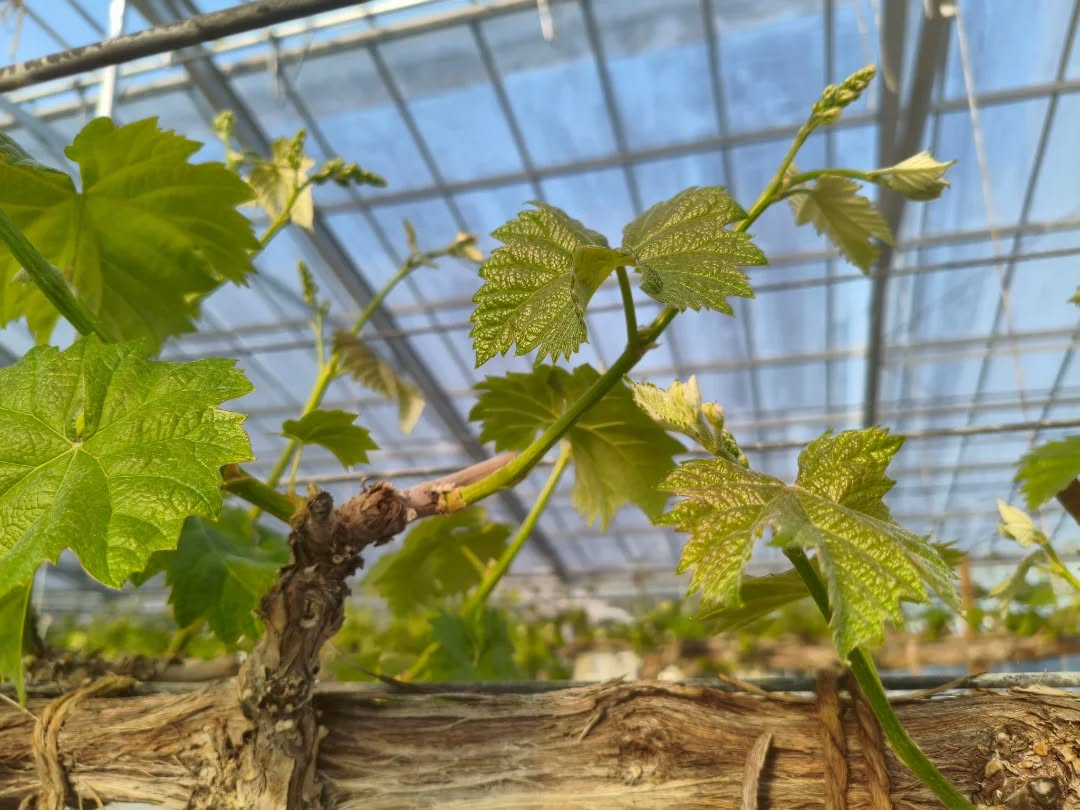 R8.4.11 晴れ ぶどうの芽かき作業の真っ最中