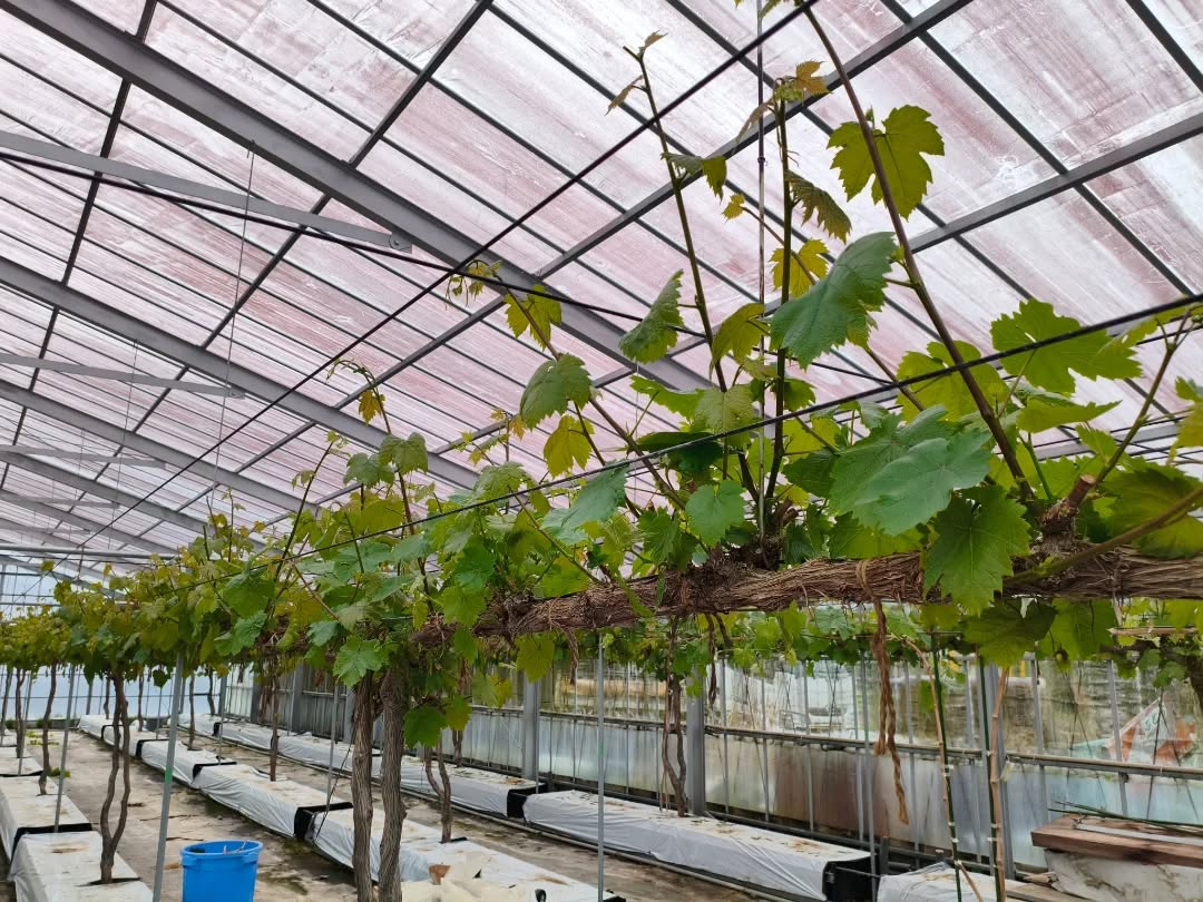 R8.4.15 雨 明日16日地域のさわやか広場?っていうよ...