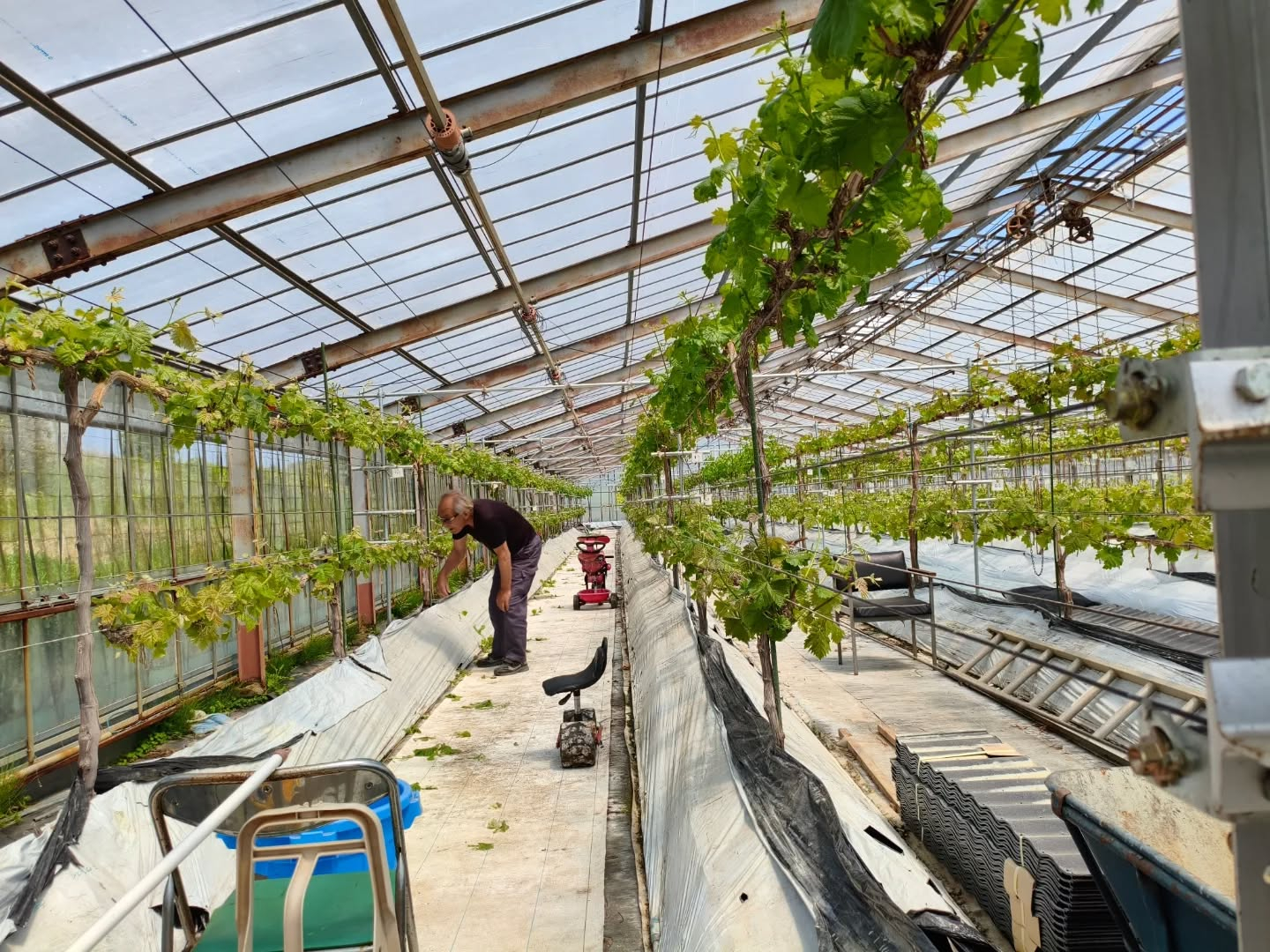 R8.4.19 まだまだ芽かきが出来てなくて　私もどれだけ出...