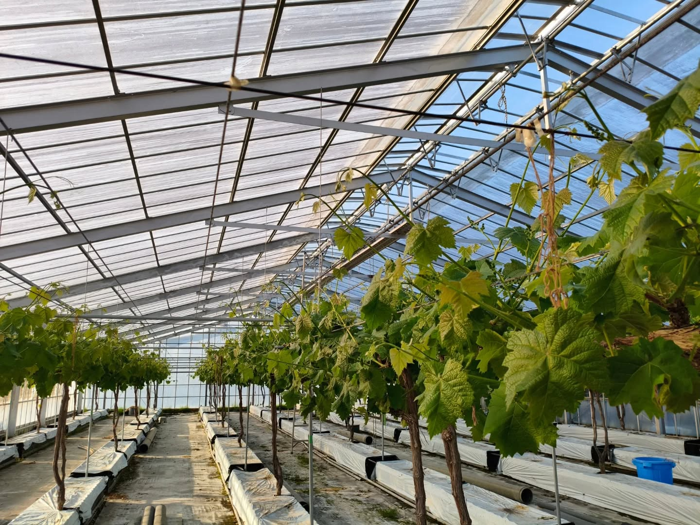 R8.4.19 まだまだ芽かきが出来てなくて　私もどれだけ出...