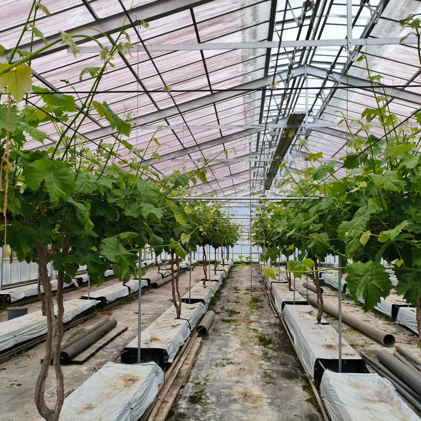 R8.4.23  ヤバいヤバい💦