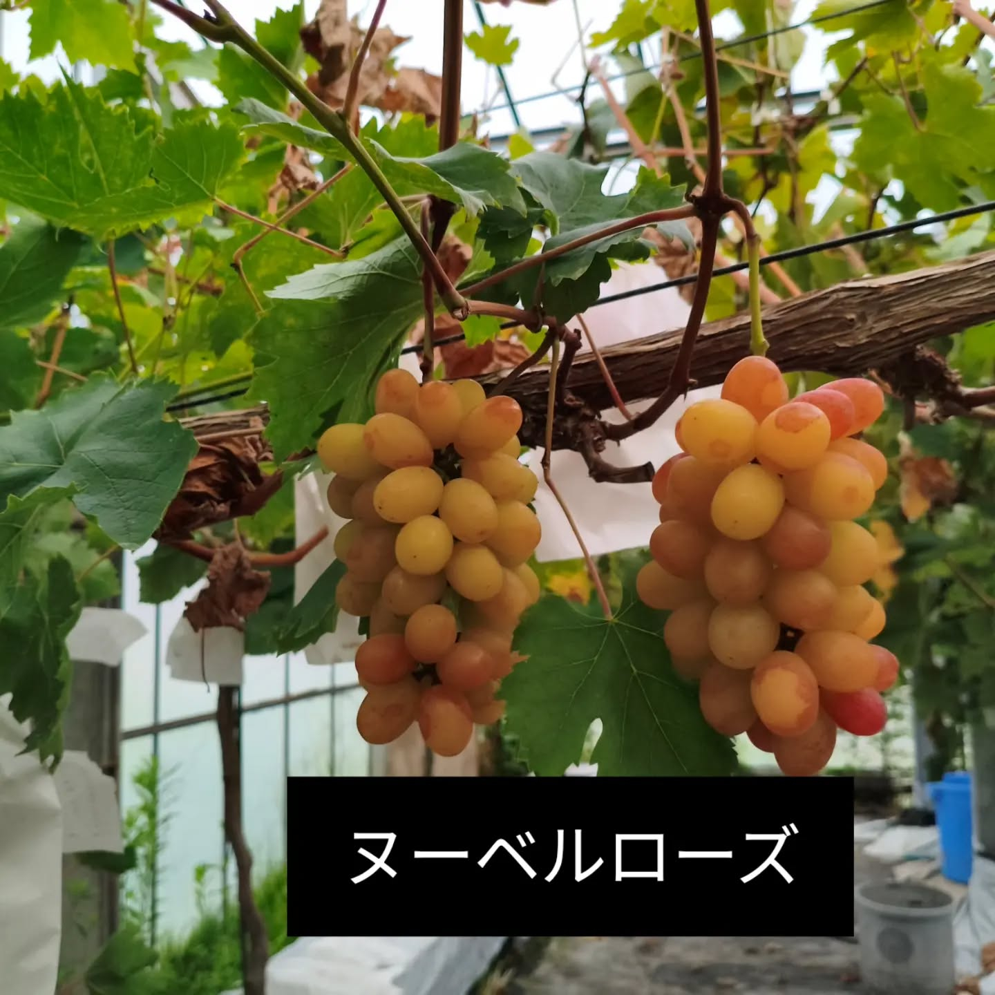 R8.9.5 土曜日