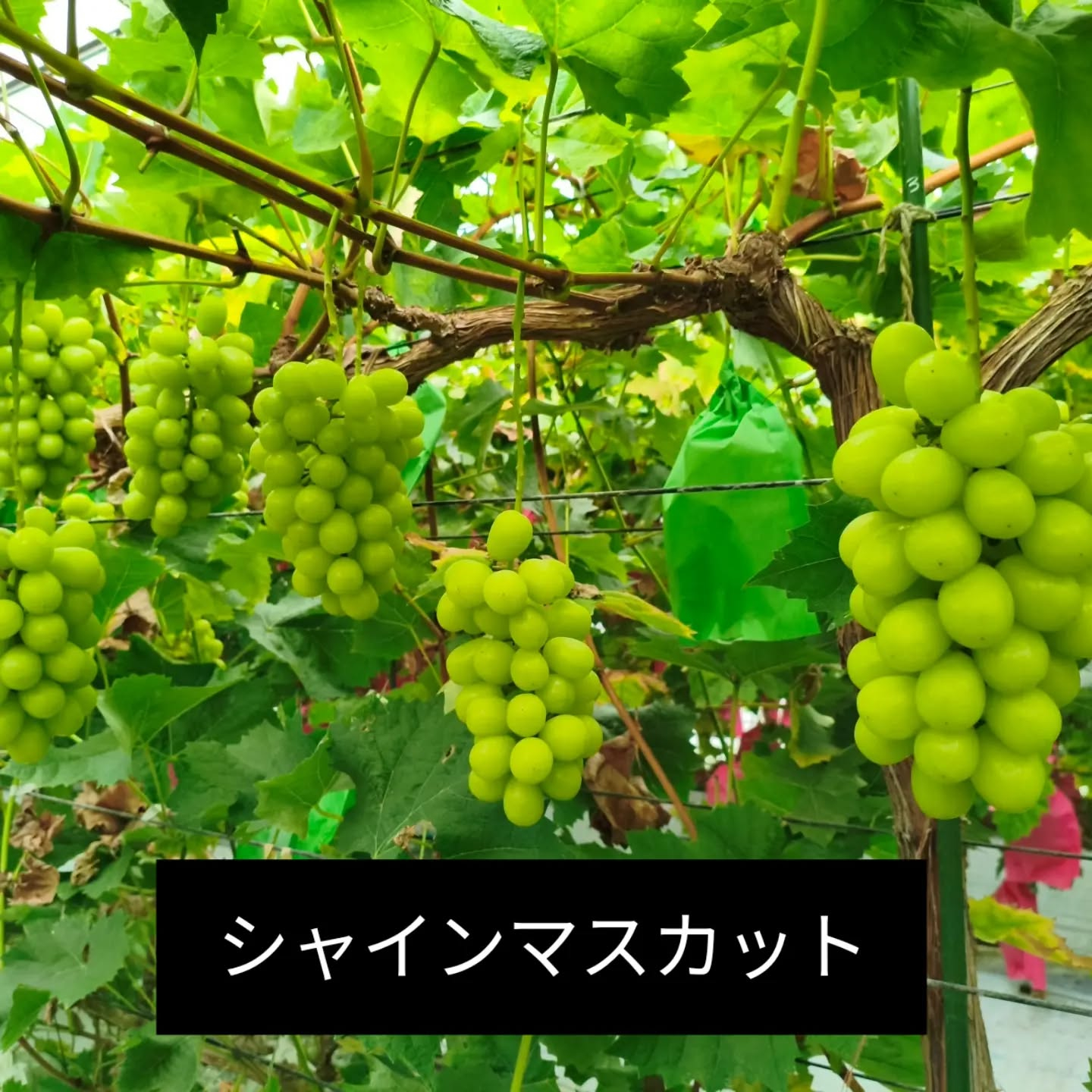 R8.9.5 土曜日