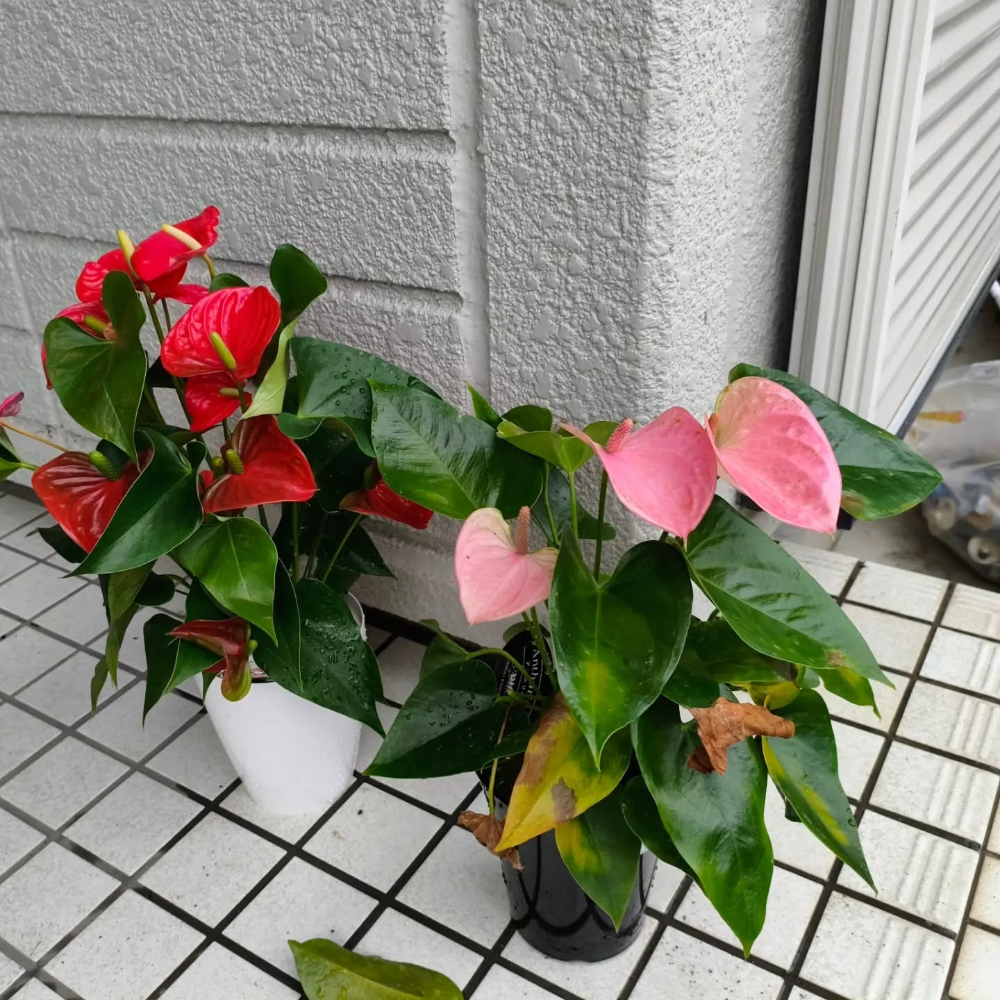 R8.9.7　玄関に飾っていた赤いアンスリウムと床の間に飾っ...