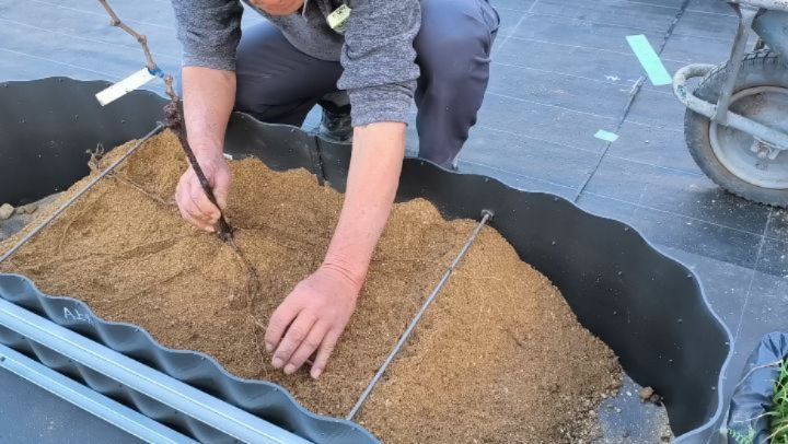 R8.2.28苗木植え付け