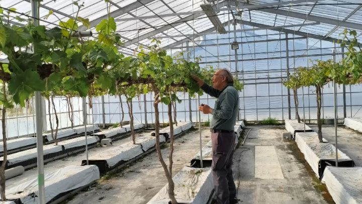 R8.4.11 晴れ　ぶどうの芽かき作業の真っ最中